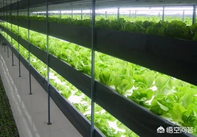 什么是设施农业?