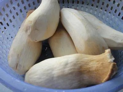 杏鲍菇怎么切