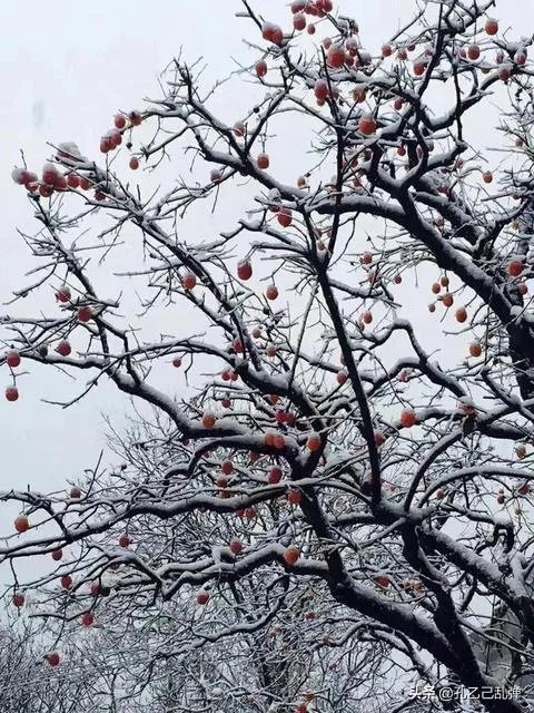 今年西安下雪为什么会这么早?会不会预示今年将会有极端天气出现?