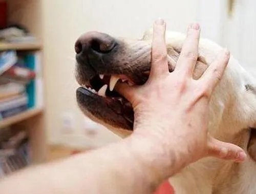如果把狗狗自己放到陌生环境中