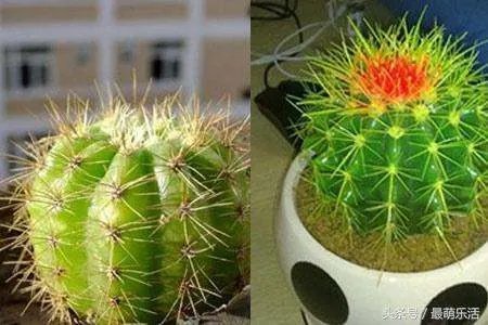 仙人球怎么养更好?