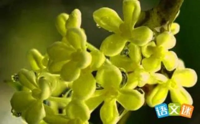 桂花树