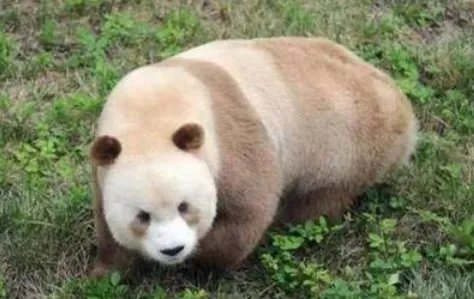 全球唯一一只白色大熊猫四肢毛发变金白色，这只熊猫的生活如何？