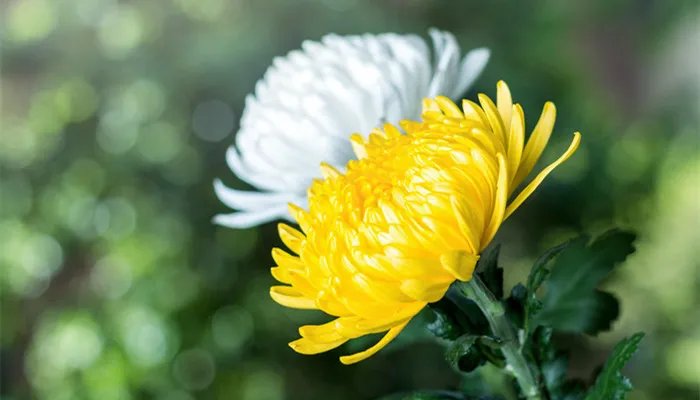 送菊花代表什么意思 菊花象征着什么