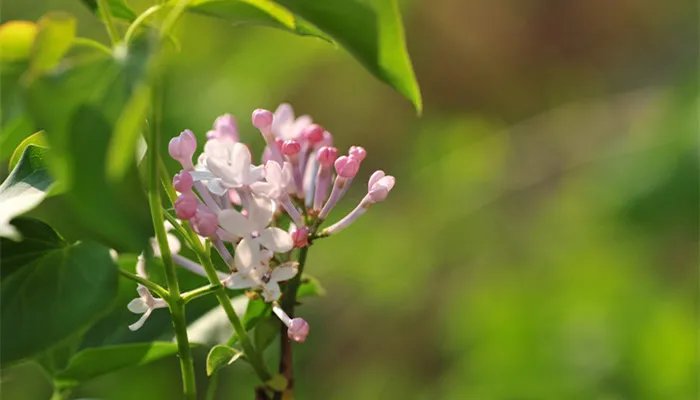 丁香花是什么颜色