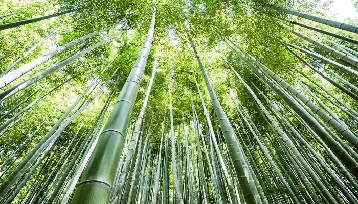 单子叶植物有哪些 常见单子叶植物有哪些