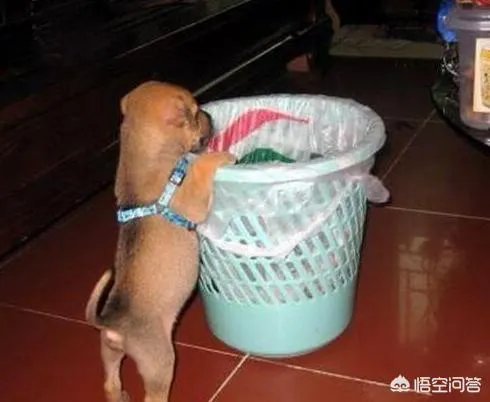 如果把狗狗自己放到陌生环境中