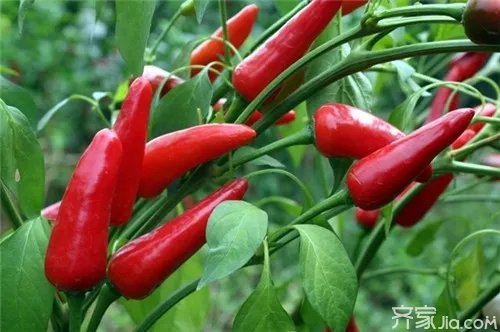 辣椒种子怎么种  技巧方法在这里