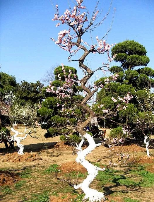 龙游梅