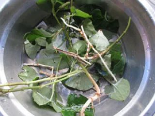 鱼腥草茶