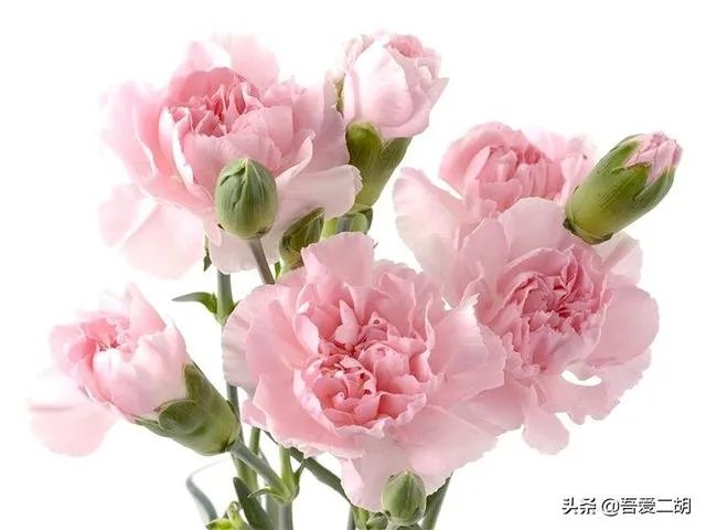 关注母亲节的歌曲有哪些?推荐几首特别经典的?