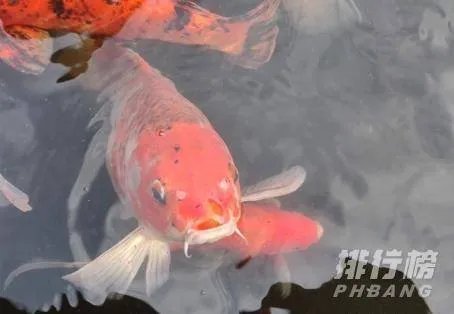 红米k30pro建不建议买_红米k30pro到底怎么样