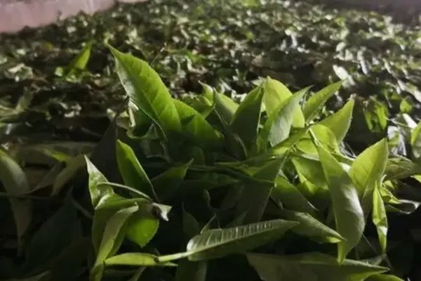 茶叶厂家