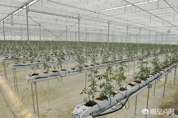 什么是设施农业?