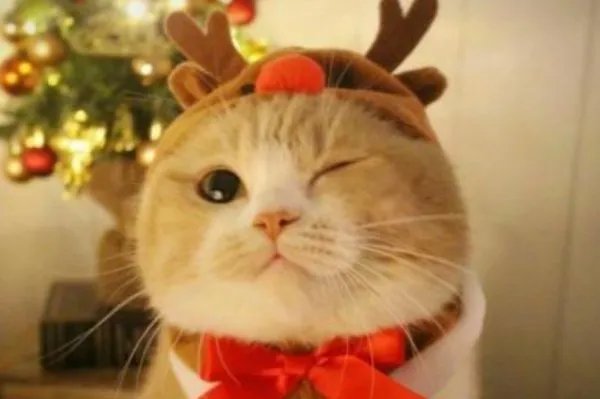 温顺可爱的猫，为什么能被宋代文人如此偏爱？