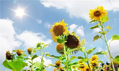 向日葵花语是什么?向日葵的花语全面解析