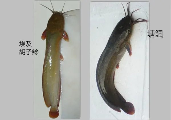 塘虱和埃及塘虱有什么区别？