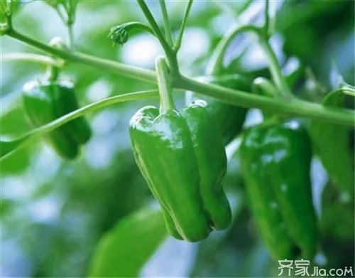 辣椒种子怎么种 技巧方法在这里