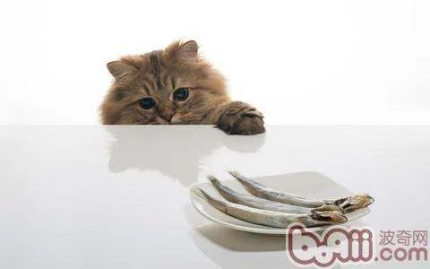 猫为什么喜欢吃鱼呢?