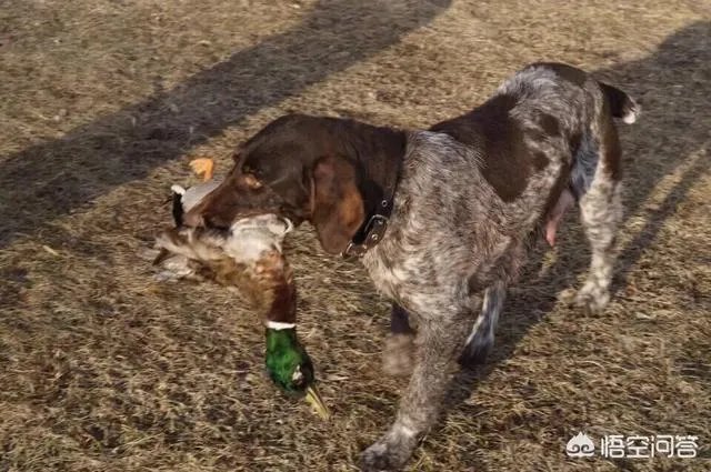 波音达猎犬有护卫能力吗?