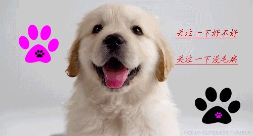 如果把狗狗自己放到陌生环境中