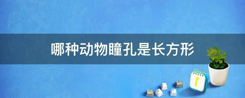 哪种动物瞳孔是长方形