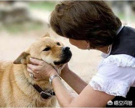 如果把狗狗自己放到陌生环境中