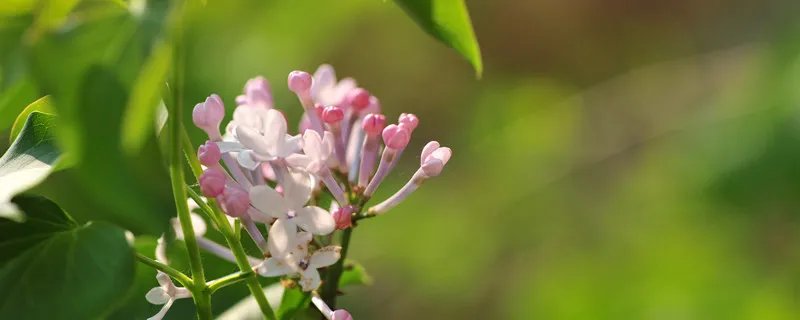 芭蕉不展丁香结丁香空结雨中愁的意思 芭蕉不展丁香结丁香空结雨中愁出自哪里