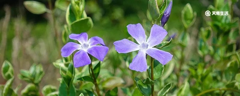 长春花花语