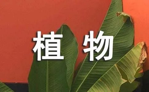 观察植物的日记