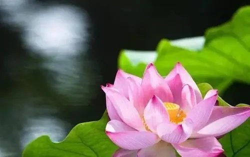 心平气和的意思