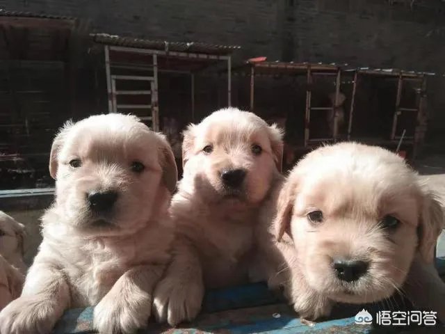 如果把狗狗自己放到陌生环境中