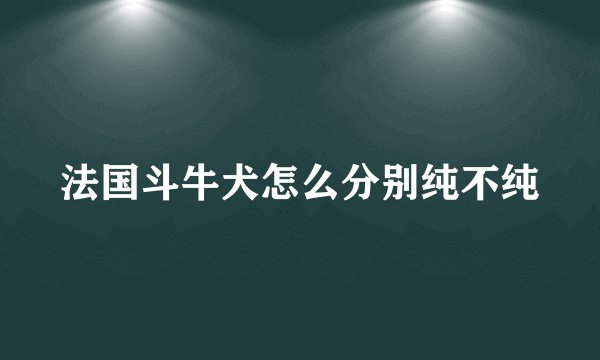 法国斗牛犬怎么分别纯不纯