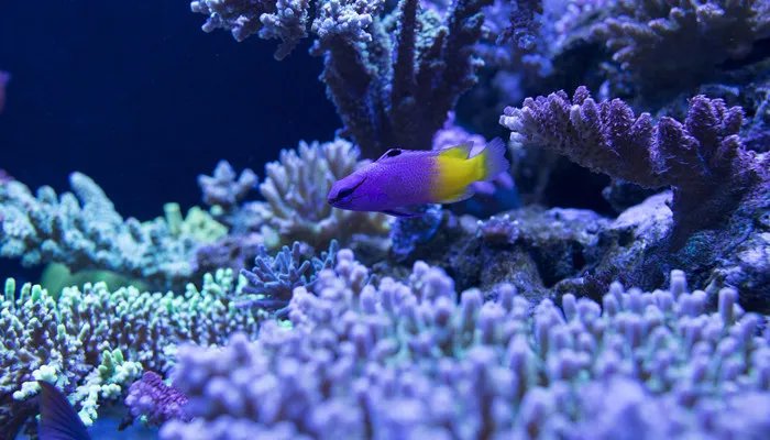 fish的复数形式