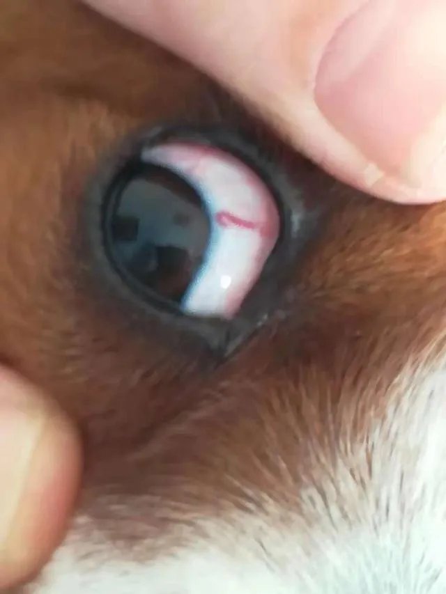 猫线虫图片？