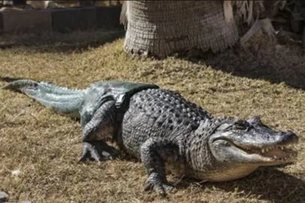 世界上十种最大鳄鱼:第一名体重超过4900斤也是最凶猛的鳄鱼