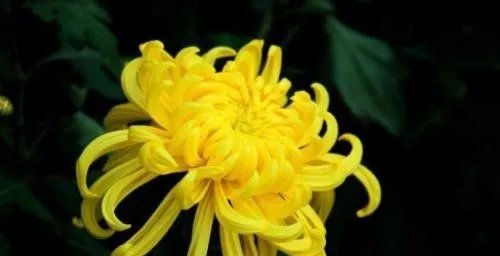 菊花的象征什么意义