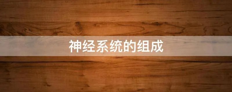 神经系统的组成