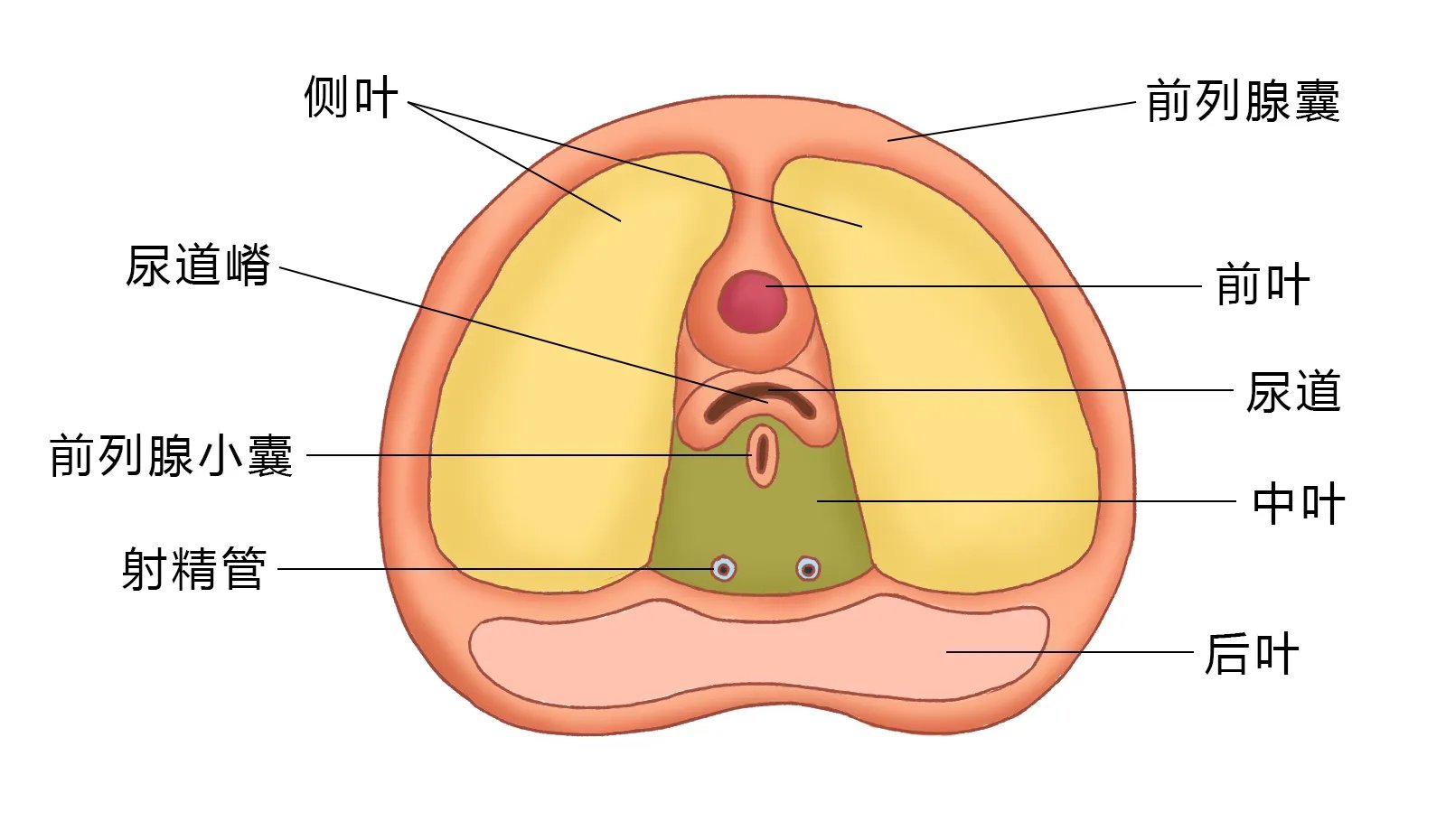 前列腺图片