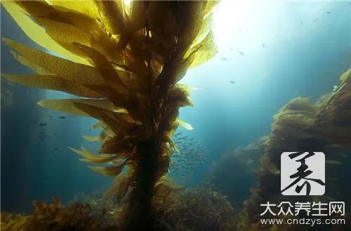 新鲜海星怎么吃?