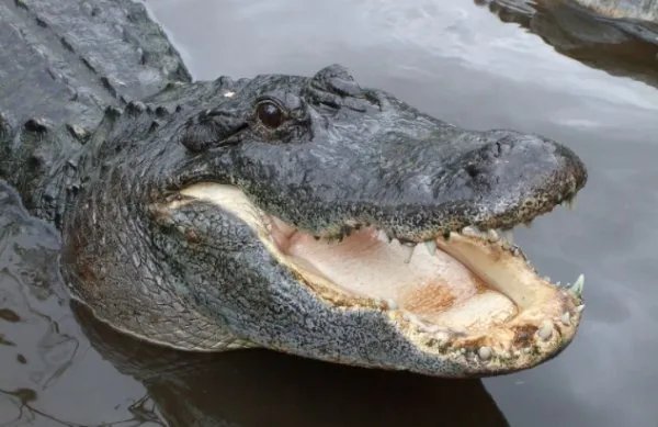 crocodile和alligator的区别是什么？