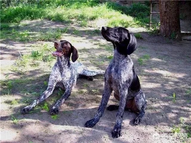 波音达猎犬有护卫能力吗？