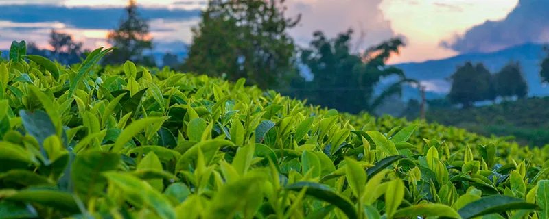 茶的分类 茶怎么分类