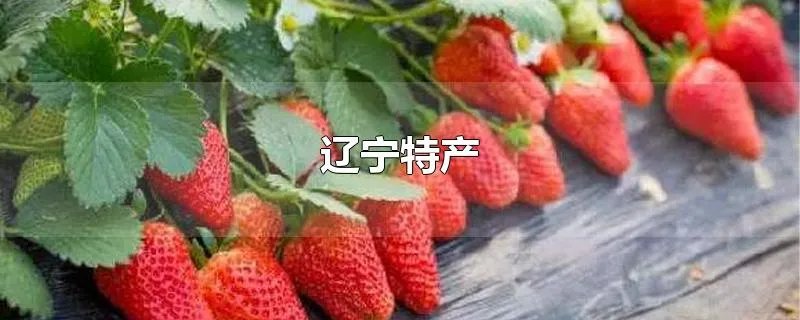 辽宁特产