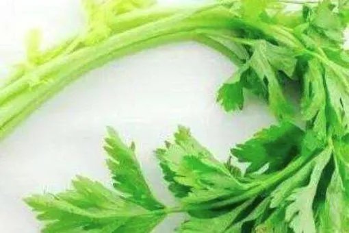 为什么芹菜叶子不能吃？