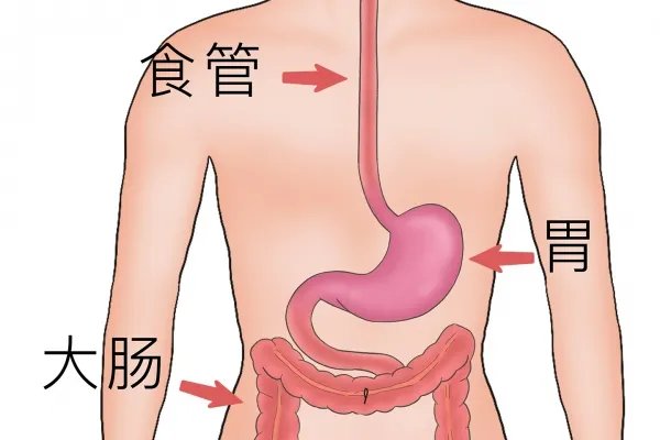 莲子心茶的功效与作用