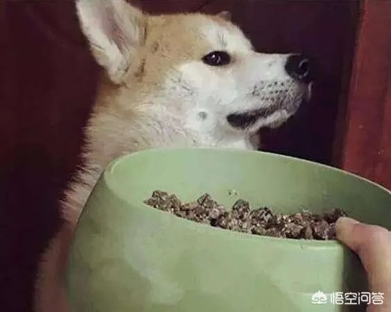 如果把狗狗自己放到陌生环境中
