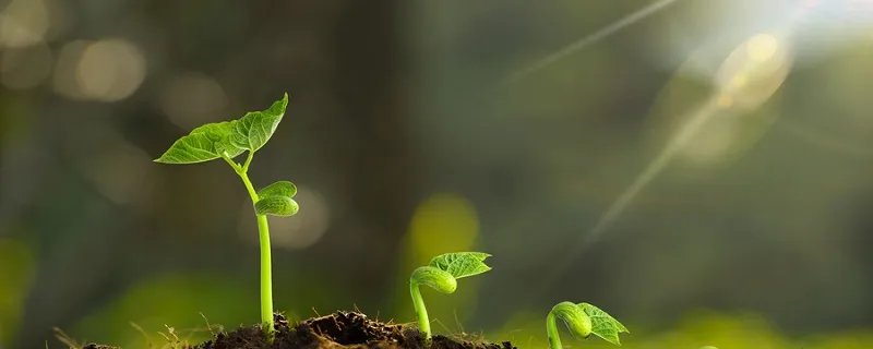 植物的光合作用