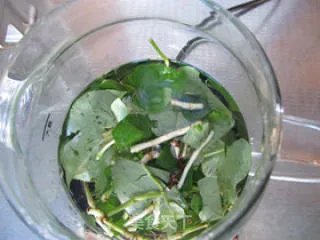 鱼腥草茶