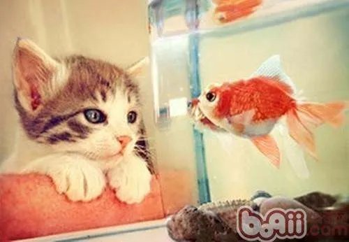 猫为什么喜欢吃鱼呢？